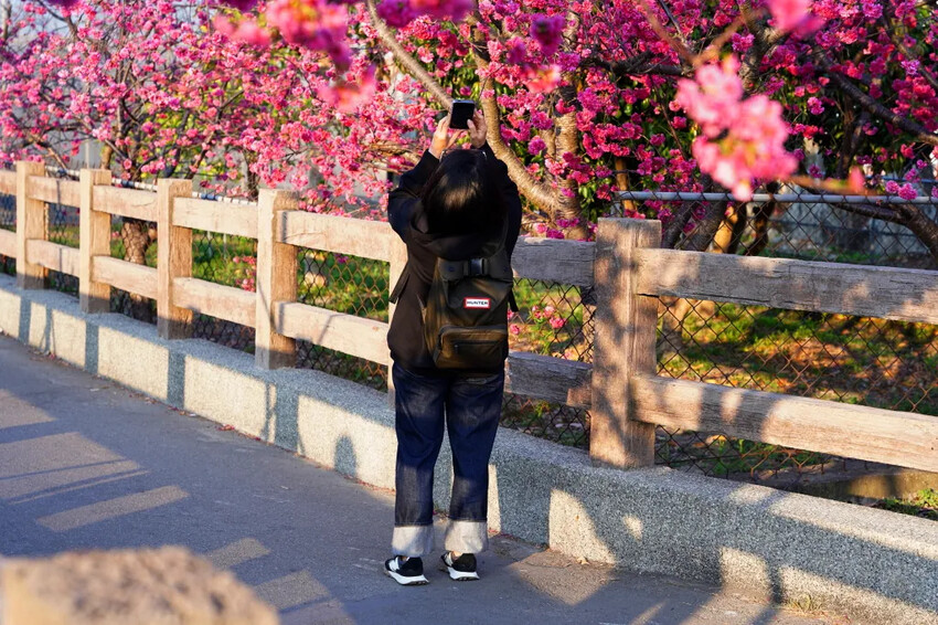 台中市后里區2024泰安派出所櫻花季｜為期12天，近千棵櫻花免費欣賞