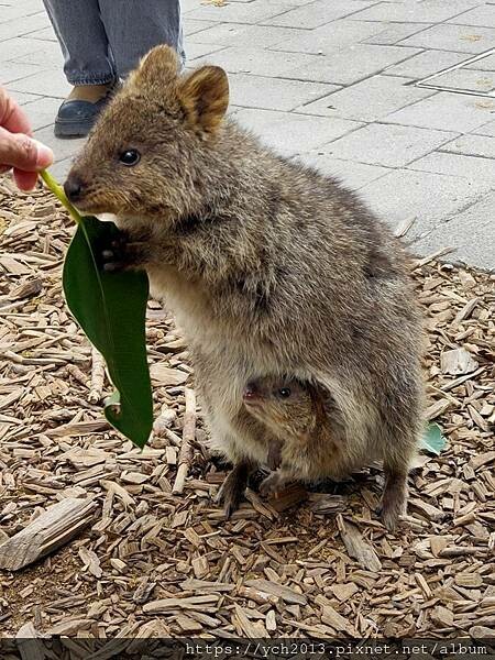 西澳伯斯離島羅特尼斯島Rottnest Island漫步／遇