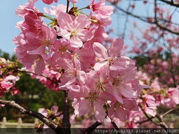 新北林口竹林山觀音寺祈福賞櫻