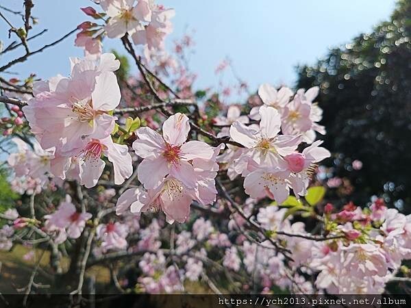 新北林口竹林山觀音寺祈福賞櫻