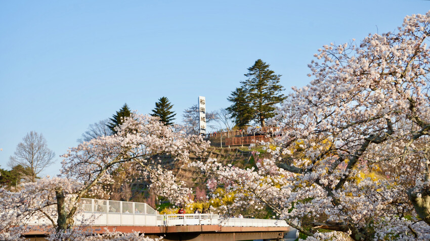 日本[日本] 白石川堤一目千本櫻｜日本絕景「東北NO.1賞櫻名所」仙台近郊景點推薦