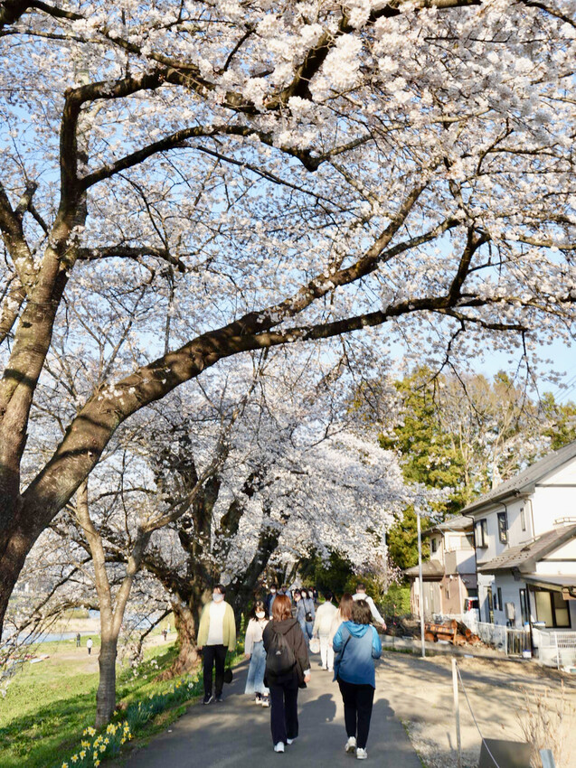 日本[日本] 白石川堤一目千本櫻｜日本絕景「東北NO.1賞櫻名所」仙台近郊景點推薦