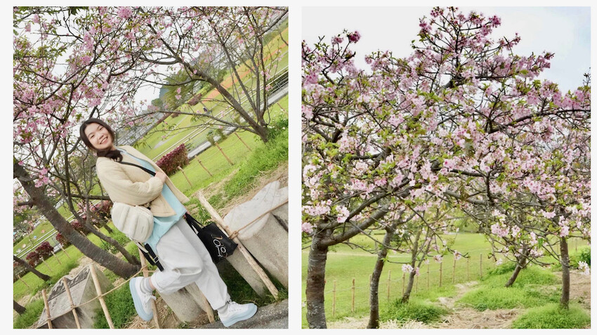 新北市新店區[新北景點] 搭安坑輕軌賞櫻｜一日票只要50元超划算！安坑輕軌周邊景點懶人包