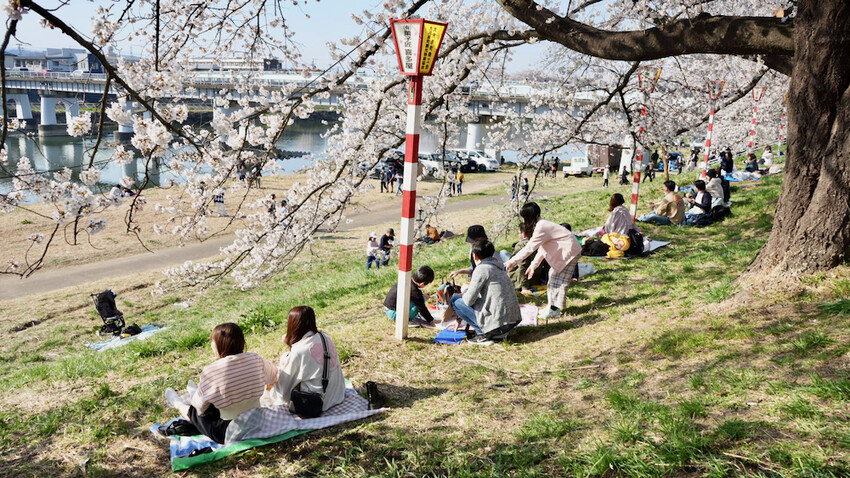 日本[日本] 白石川堤一目千本櫻｜日本絕景「東北NO.1賞櫻名所」仙台近郊景點推薦