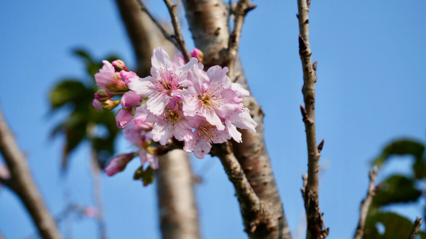 新北市新店區[新北景點] 搭安坑輕軌賞櫻｜一日票只要50元超划算！安坑輕軌周邊景點懶人包