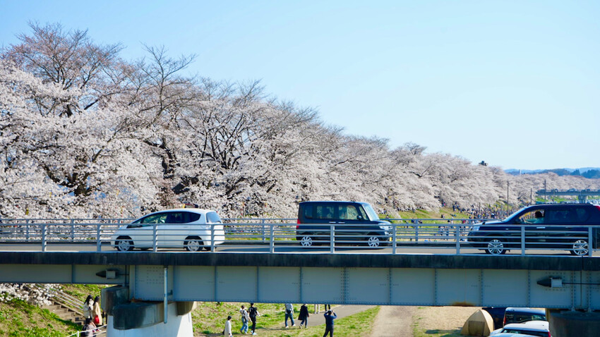 日本[日本] 白石川堤一目千本櫻｜日本絕景「東北NO.1賞櫻名所」仙台近郊景點推薦