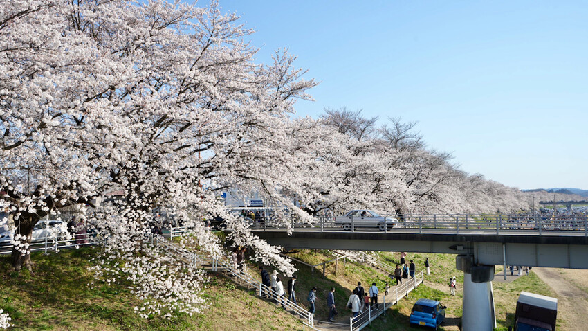 日本[日本] 白石川堤一目千本櫻｜日本絕景「東北NO.1賞櫻名所」仙台近郊景點推薦