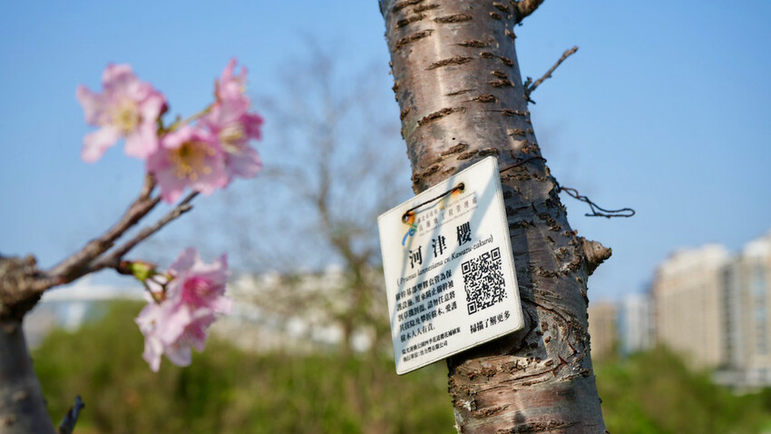 新北市新店區[新北景點] 搭安坑輕軌賞櫻｜一日票只要50元超划算！安坑輕軌周邊景點懶人包