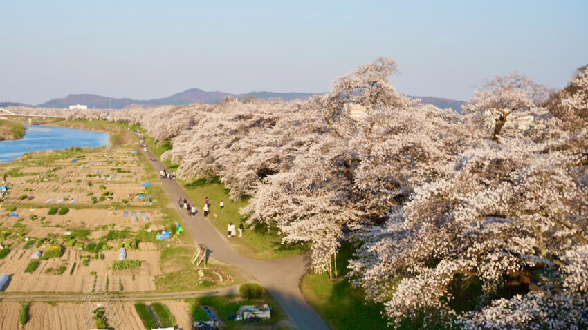 日本[日本] 白石川堤一目千本櫻｜日本絕景「東北NO.1賞櫻名所」仙台近郊景點推薦