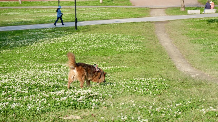 新北市新店區[新北景點] 搭安坑輕軌賞櫻｜一日票只要50元超划算！安坑輕軌周邊景點懶人包