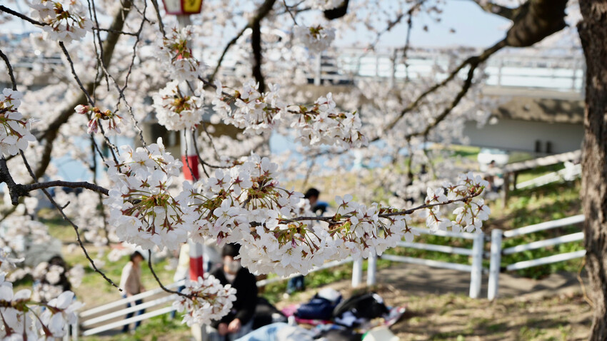 日本[日本] 白石川堤一目千本櫻｜日本絕景「東北NO.1賞櫻名所」仙台近郊景點推薦