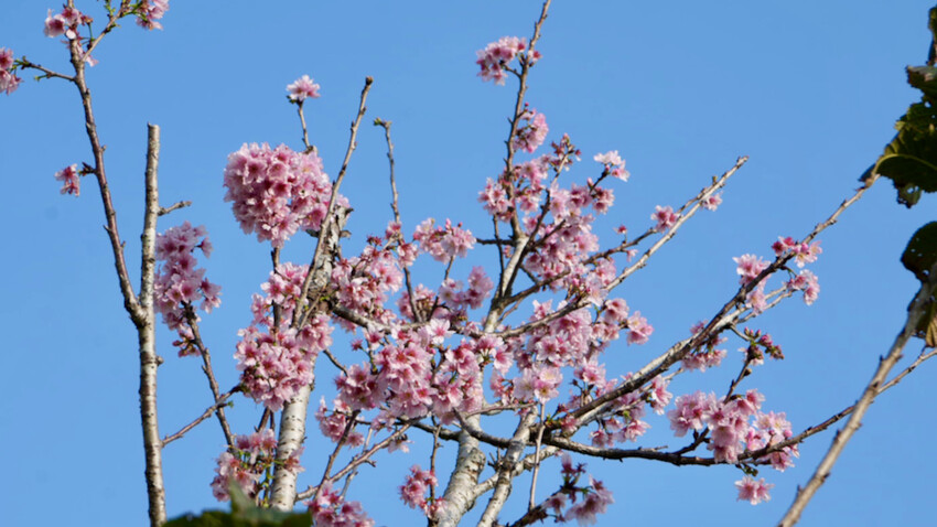 新北市新店區[新北景點] 搭安坑輕軌賞櫻｜一日票只要50元超划算！安坑輕軌周邊景點懶人包