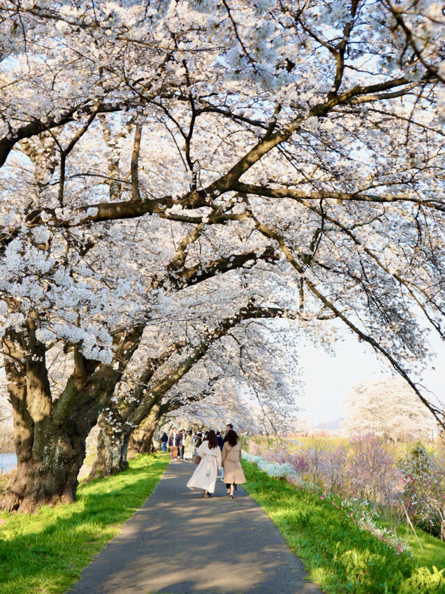 日本[日本] 白石川堤一目千本櫻｜日本絕景「東北NO.1賞櫻名所」仙台近郊景點推薦