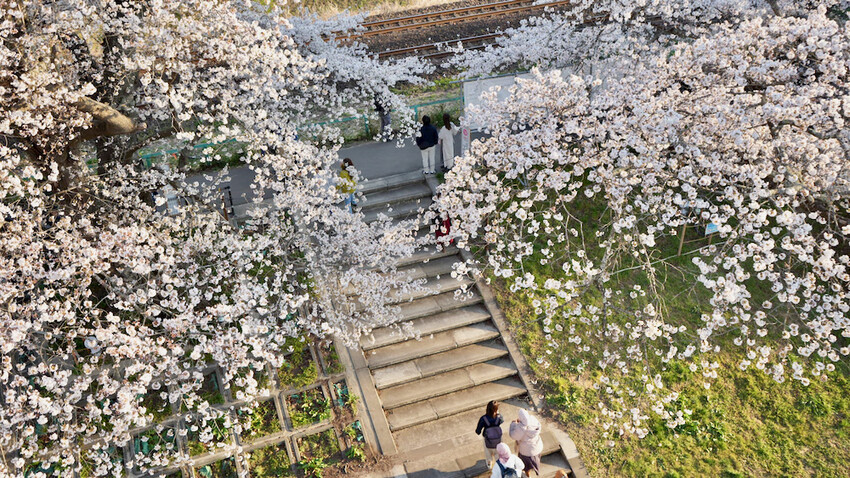 日本[日本] 白石川堤一目千本櫻｜日本絕景「東北NO.1賞櫻名所」仙台近郊景點推薦