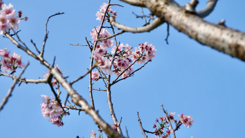 新北市新店區[新北景點] 搭安坑輕軌賞櫻｜一日票只要50元超划算！安坑輕軌周邊景點懶人包