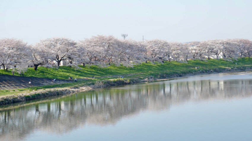 日本[日本] 白石川堤一目千本櫻｜日本絕景「東北NO.1賞櫻名所」仙台近郊景點推薦