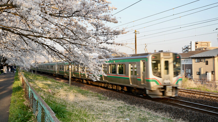 日本[日本] 白石川堤一目千本櫻｜日本絕景「東北NO.1賞櫻名所」仙台近郊景點推薦