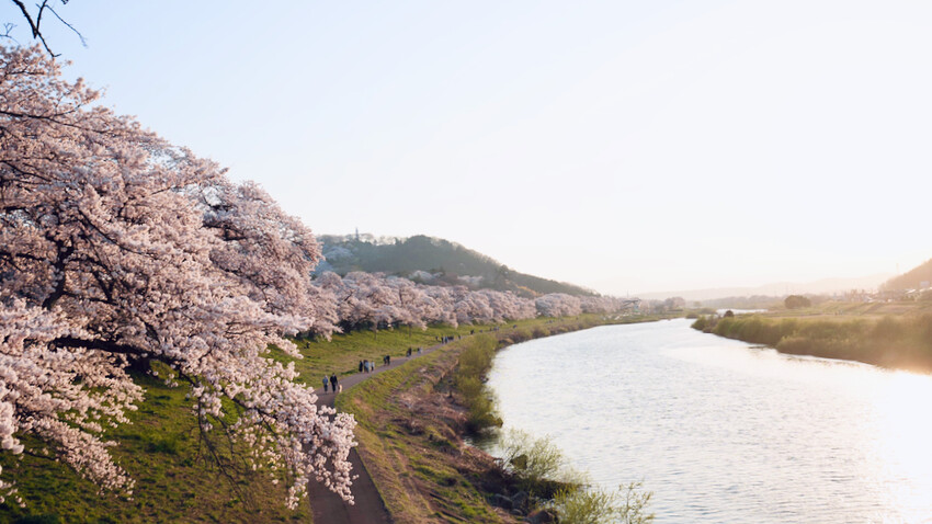 日本[日本] 白石川堤一目千本櫻｜日本絕景「東北NO.1賞櫻名所」仙台近郊景點推薦