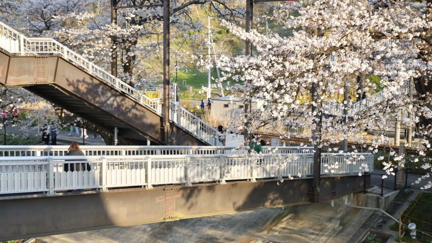 日本[日本] 白石川堤一目千本櫻｜日本絕景「東北NO.1賞櫻名所」仙台近郊景點推薦