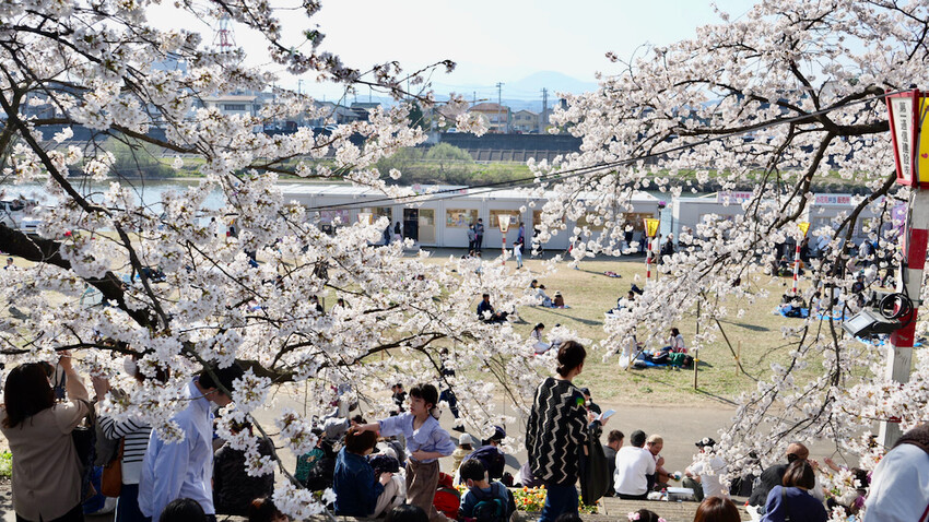 日本[日本] 白石川堤一目千本櫻｜日本絕景「東北NO.1賞櫻名所」仙台近郊景點推薦