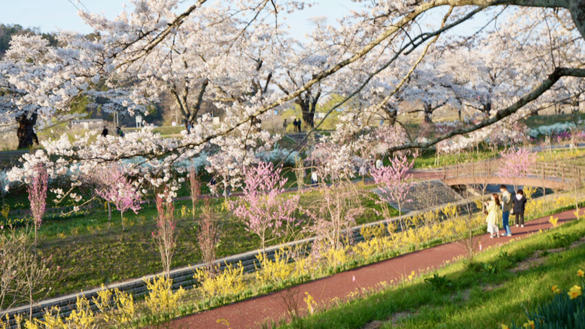 日本[日本] 白石川堤一目千本櫻｜日本絕景「東北NO.1賞櫻名所」仙台近郊景點推薦