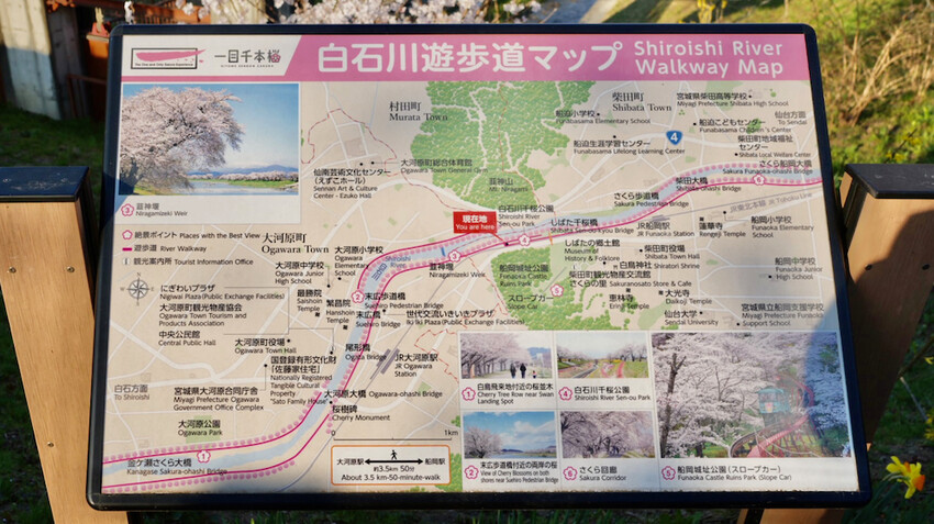 日本[日本] 白石川堤一目千本櫻｜日本絕景「東北NO.1賞櫻名所」仙台近郊景點推薦