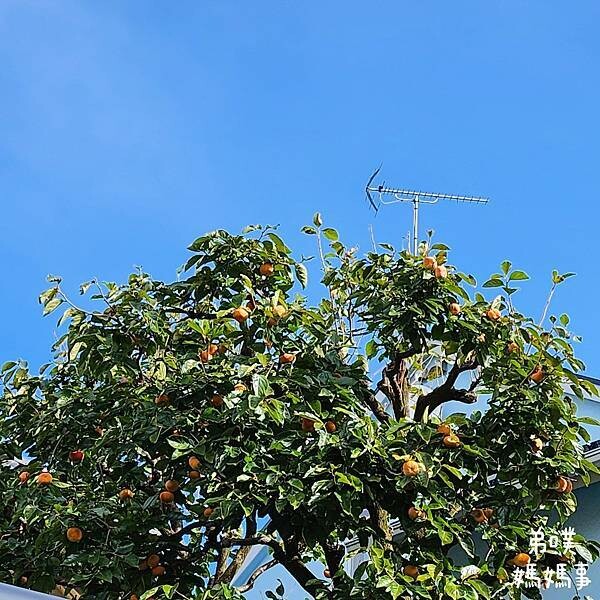 日本【日本‧東京】豪德寺招福貓│限量招福貓，想買只能靠緣分！滿滿招福貓，愛貓的你不要錯過～