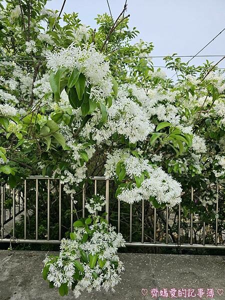 台中潭子．流蘇花園 (預約制 / 流蘇 / 紫藤)