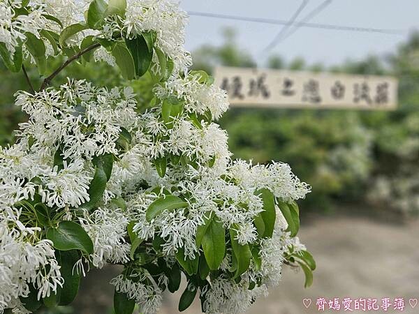 台中潭子．流蘇花園 (預約制 / 流蘇 / 紫藤)