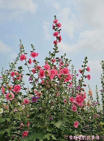 彰化員林.2024員林蜀葵花季 (大明里南區公園) 彰化員林.2024員林蜀葵花季 (大明里南區公園)