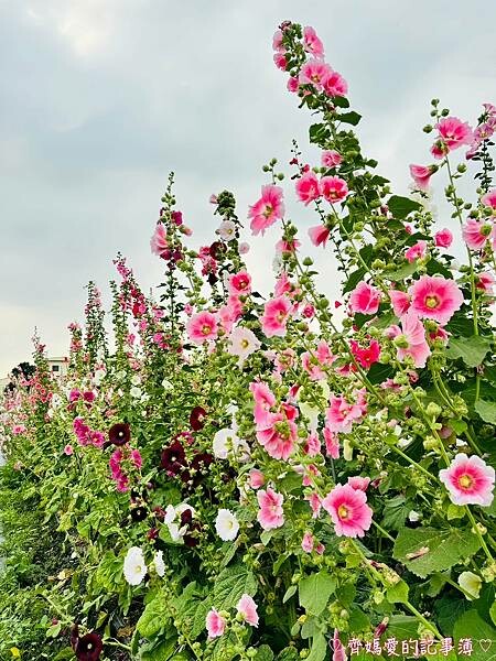 彰化員林.2024員林蜀葵花季 (大明里南區公園) 彰化員林.2024員林蜀葵花季 (大明里南區公園)