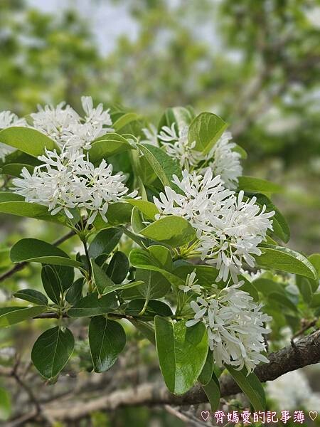 台中潭子．流蘇花園 (預約制 / 流蘇 / 紫藤)