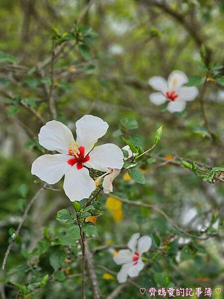 台中潭子．流蘇花園 (預約制 / 流蘇 / 紫藤)