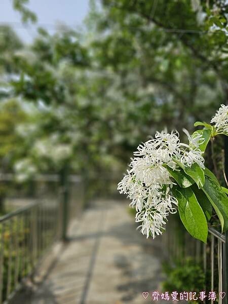 台中潭子．流蘇花園 (預約制 / 流蘇 / 紫藤)