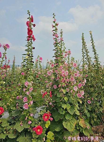 彰化員林.2024員林蜀葵花季 (大明里南區公園) 彰化員林.2024員林蜀葵花季 (大明里南區公園)