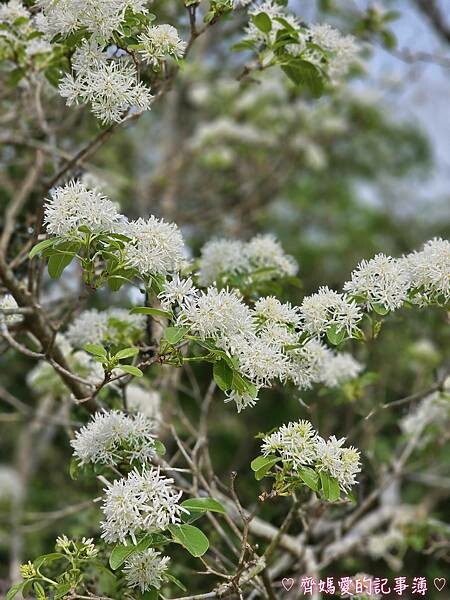 台中潭子．流蘇花園 (預約制 / 流蘇 / 紫藤)
