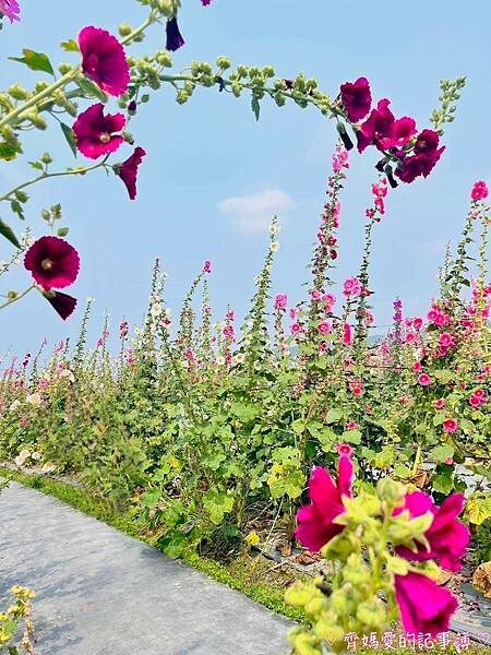 彰化員林.2024員林蜀葵花季 (大明里南區公園) 彰化員林.2024員林蜀葵花季 (大明里南區公園)