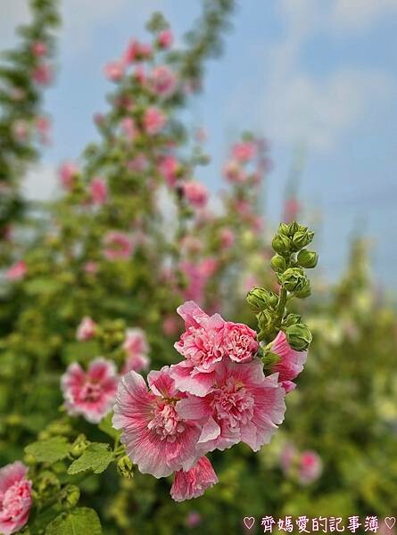 彰化員林.2024員林蜀葵花季 (大明里南區公園) 彰化員林.2024員林蜀葵花季 (大明里南區公園)