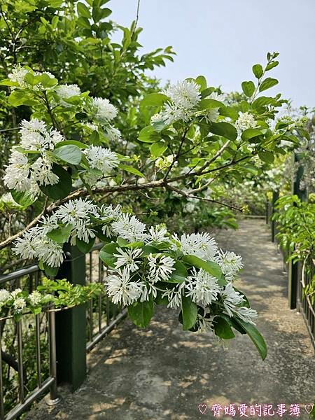 台中潭子．流蘇花園 (預約制 / 流蘇 / 紫藤)