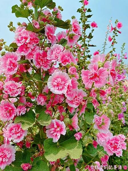 彰化員林.2024員林蜀葵花季 (大明里南區公園) 彰化員林.2024員林蜀葵花季 (大明里南區公園)