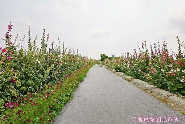 彰化員林.2024員林蜀葵花季 (大明里南區公園) 彰化員林.2024員林蜀葵花季 (大明里南區公園)