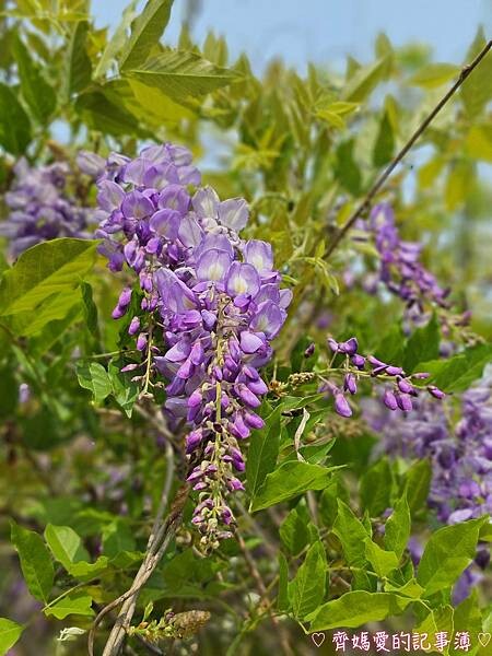 台中潭子．流蘇花園 (預約制 / 流蘇 / 紫藤)