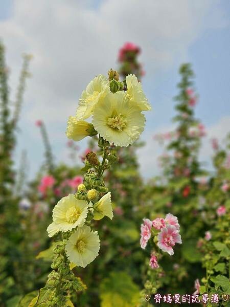 彰化員林.2024員林蜀葵花季 (大明里南區公園) 彰化員林.2024員林蜀葵花季 (大明里南區公園)
