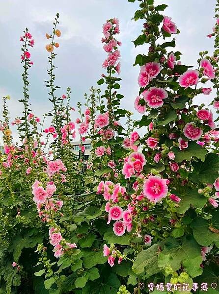 彰化員林.2024員林蜀葵花季 (大明里南區公園) 彰化員林.2024員林蜀葵花季 (大明里南區公園)