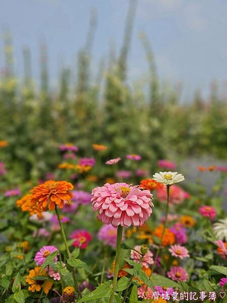 彰化員林.2024員林蜀葵花季 (大明里南區公園) 彰化員林.2024員林蜀葵花季 (大明里南區公園)