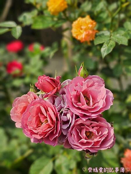 台中潭子．流蘇花園 (預約制 / 流蘇 / 紫藤)