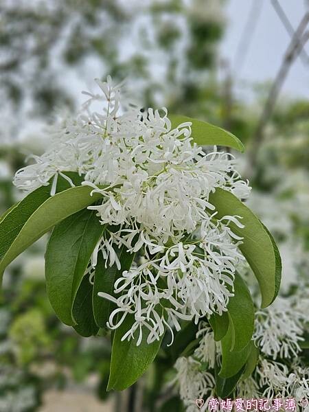 台中潭子．流蘇花園 (預約制 / 流蘇 / 紫藤)