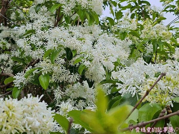 台中潭子．流蘇花園 (預約制 / 流蘇 / 紫藤)