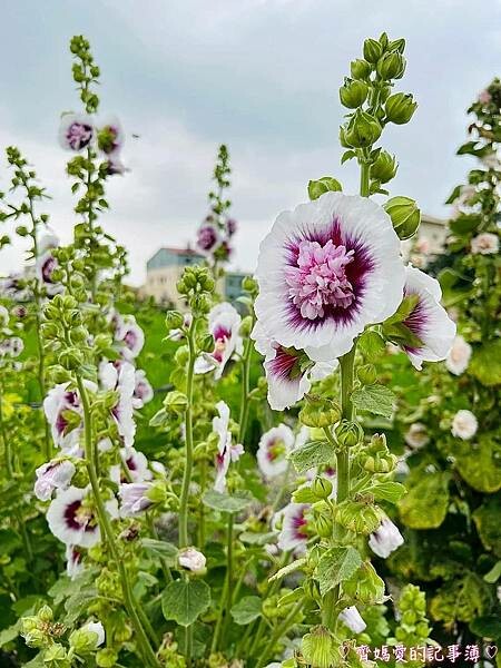 彰化員林.2024員林蜀葵花季 (大明里南區公園) 彰化員林.2024員林蜀葵花季 (大明里南區公園)