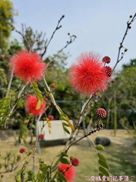 台中潭子．流蘇花園 (預約制 / 流蘇 / 紫藤)